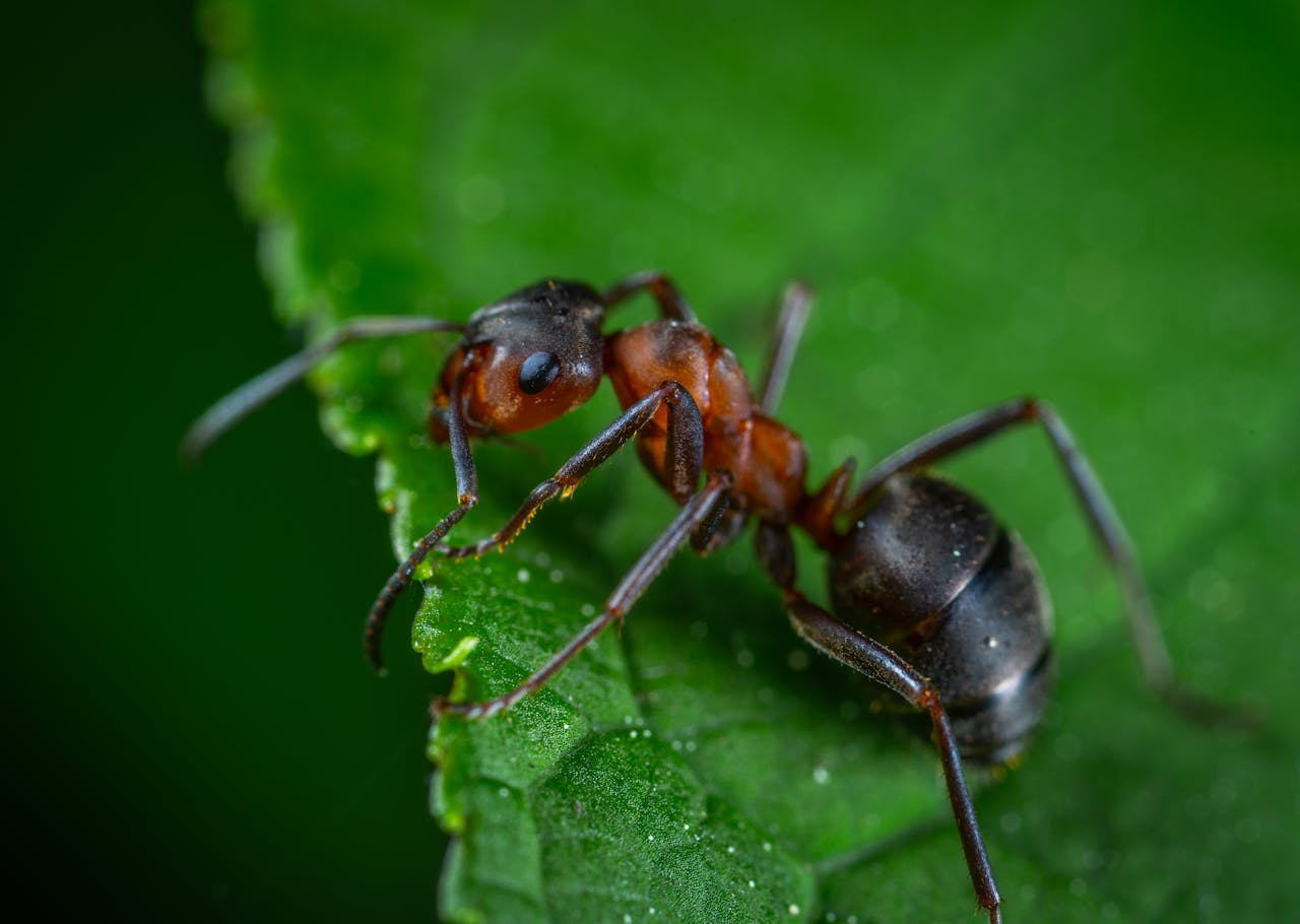 Ant control Livonia MI - professional ant exterminator services