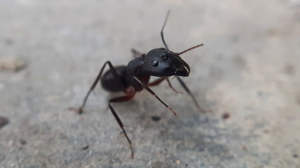 Carpenter ant close-up - wood destroying insects in Michigan