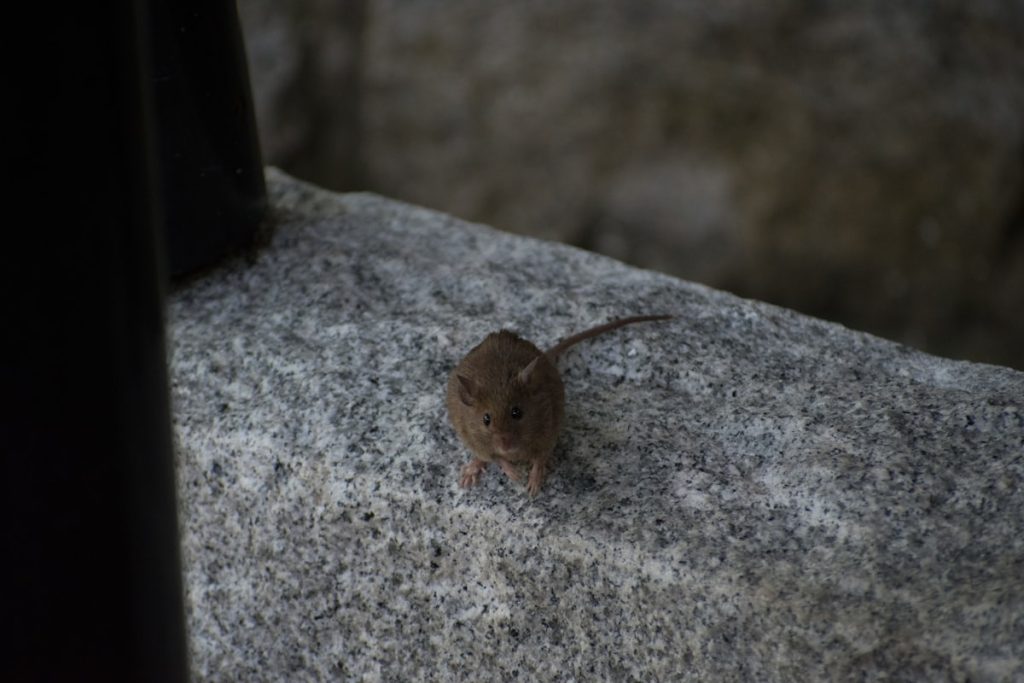 Mouse in home - signs of mice infestation and pest control