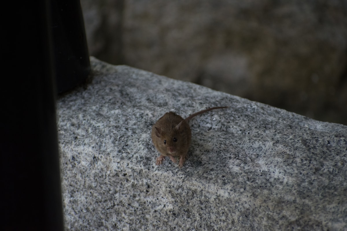 Mouse in home - signs of mice infestation and pest control