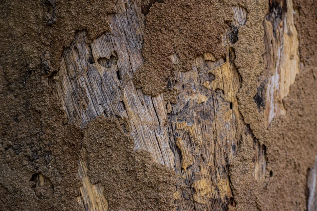 Termite damage to wood - signs of termites in Michigan homes